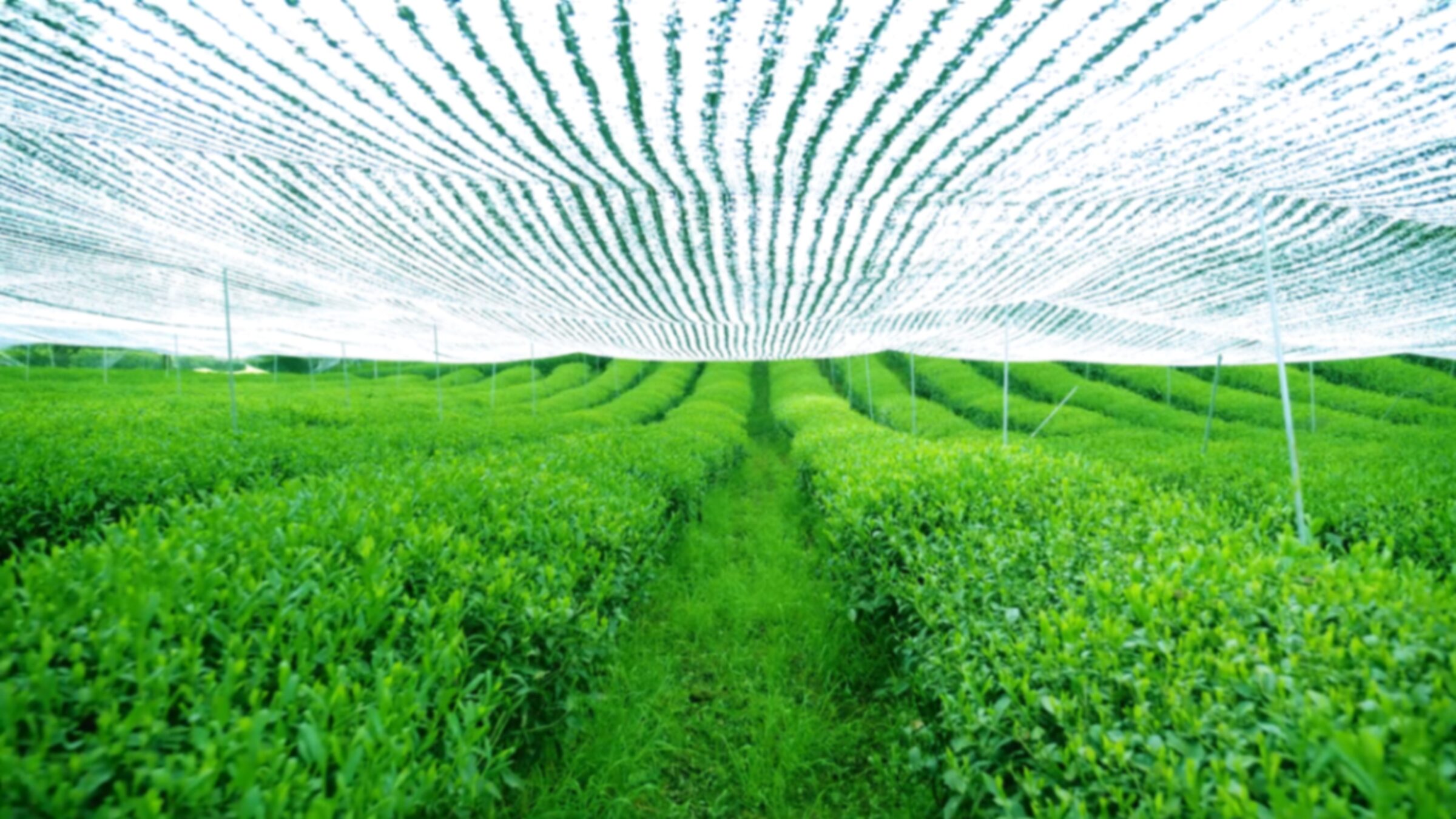 Shaded matcha tea fields under traditional canopy at GUI TEA's Guizhou farms